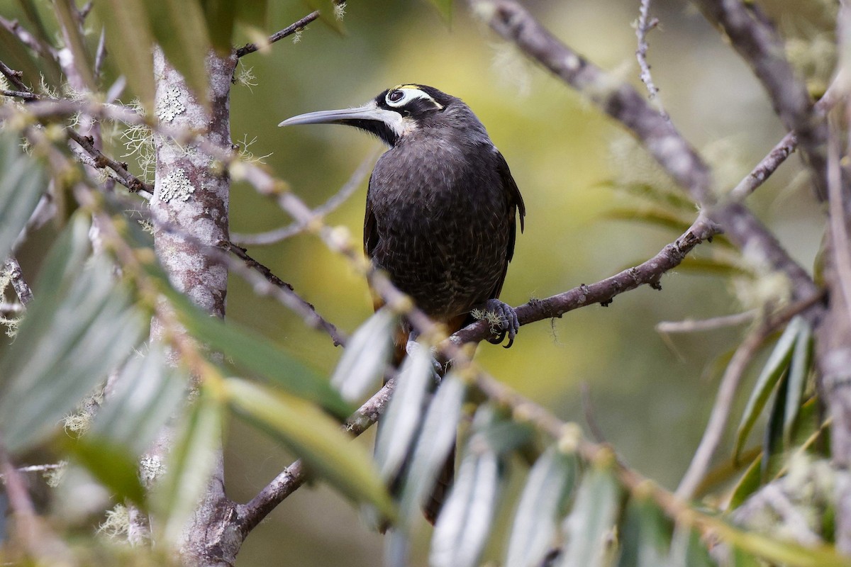 Yellow-browed Melidectes - ML621038160