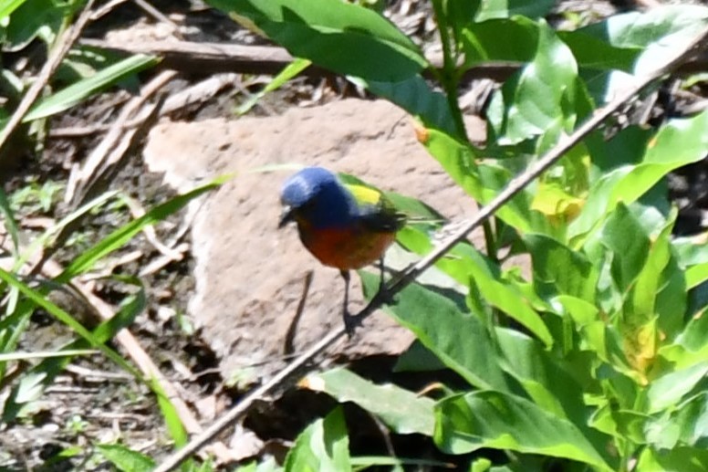Painted Bunting - ML621038169