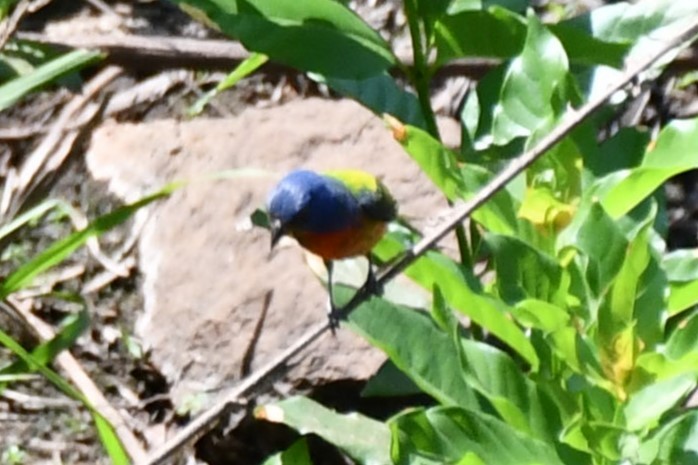 Painted Bunting - ML621038170