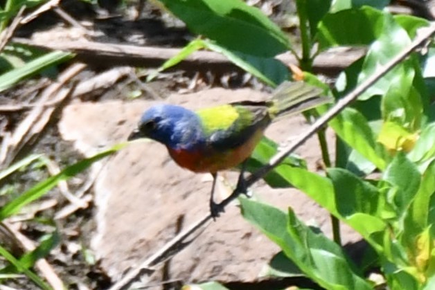 Painted Bunting - ML621038171
