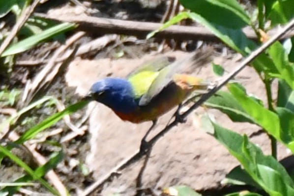 Painted Bunting - ML621038173