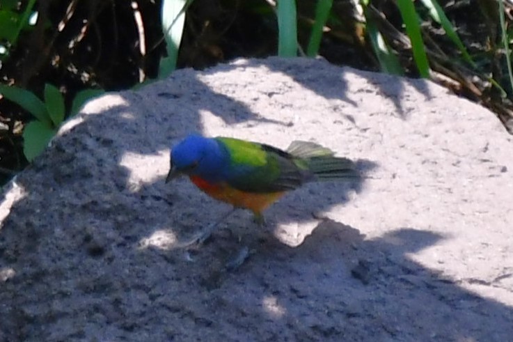 Painted Bunting - ML621038174