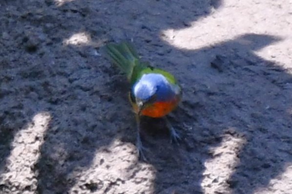 Painted Bunting - ML621038175