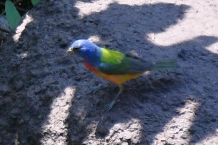 Painted Bunting - ML621038176