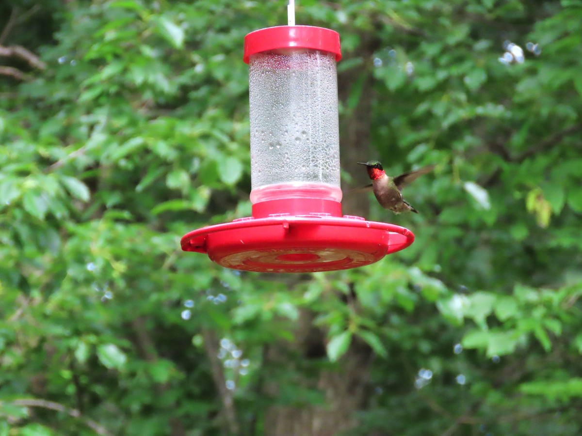 Ruby-throated Hummingbird - ML621038193