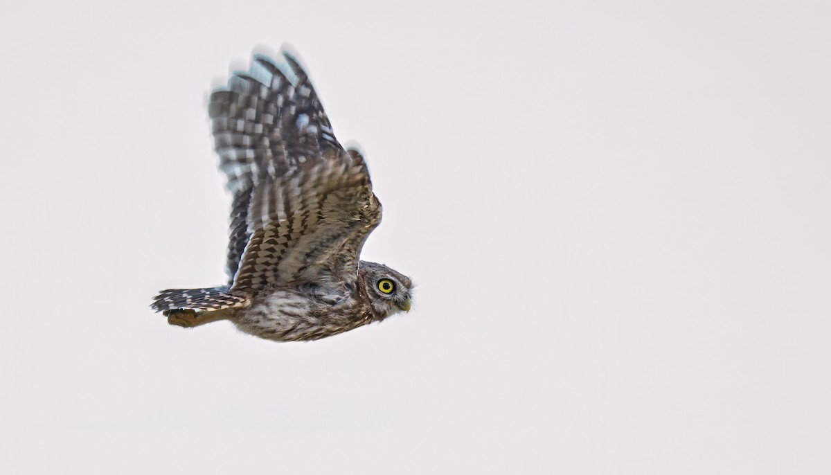 Little Owl - ML621038244
