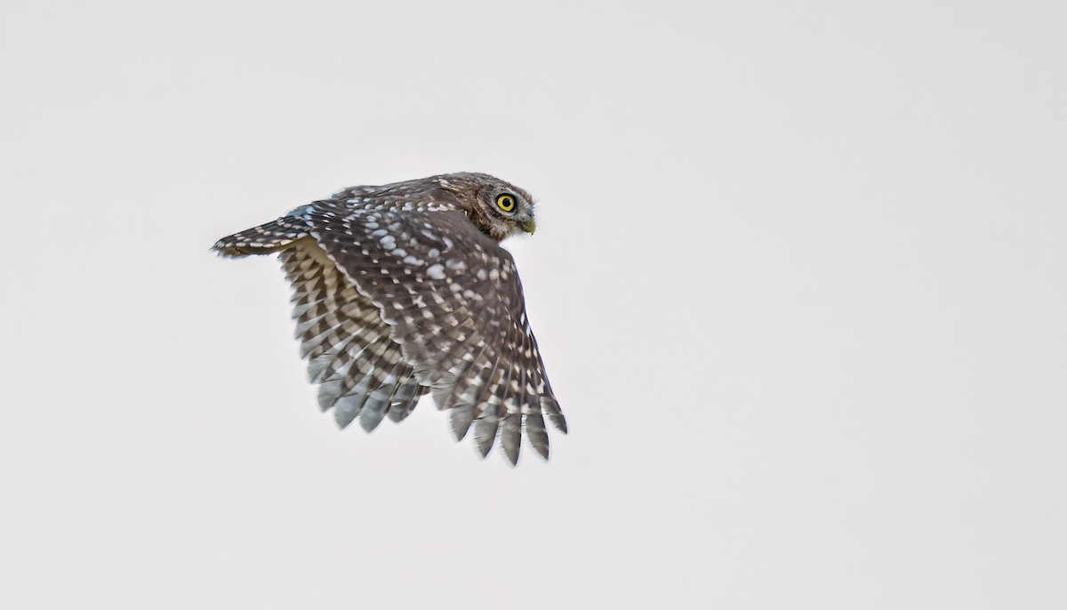 Little Owl - ML621038245