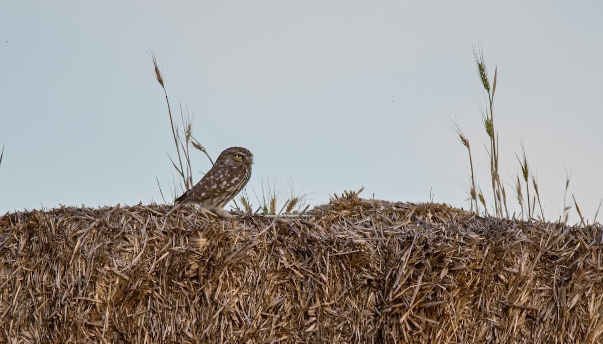 Little Owl - ML621038246