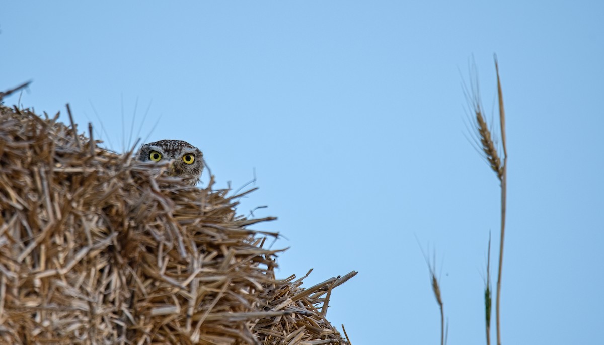 Little Owl - ML621038247