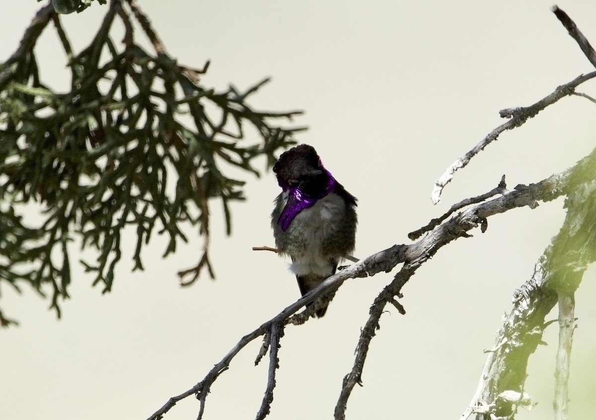 Costa's Hummingbird - ML621038263