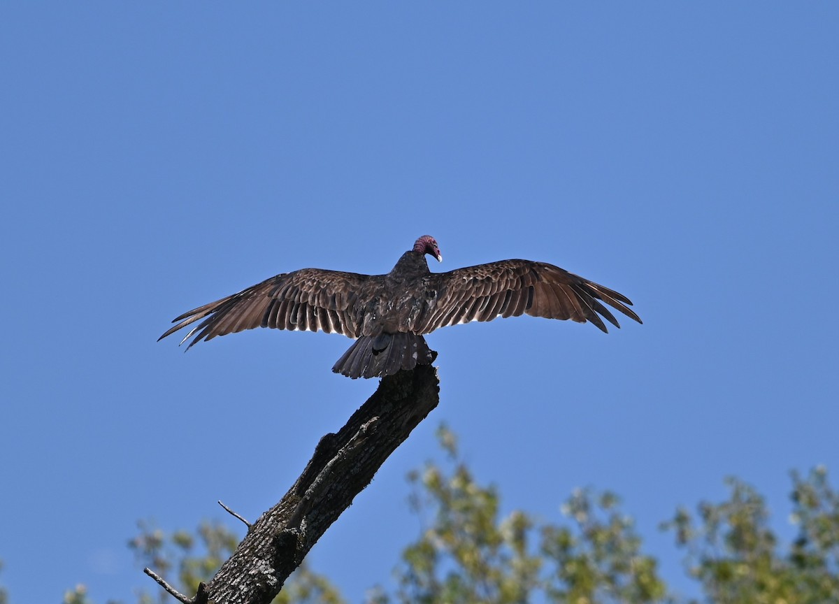 Turkey Vulture - ML621038295