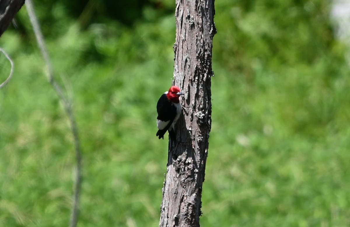 Red-headed Woodpecker - ML621038329