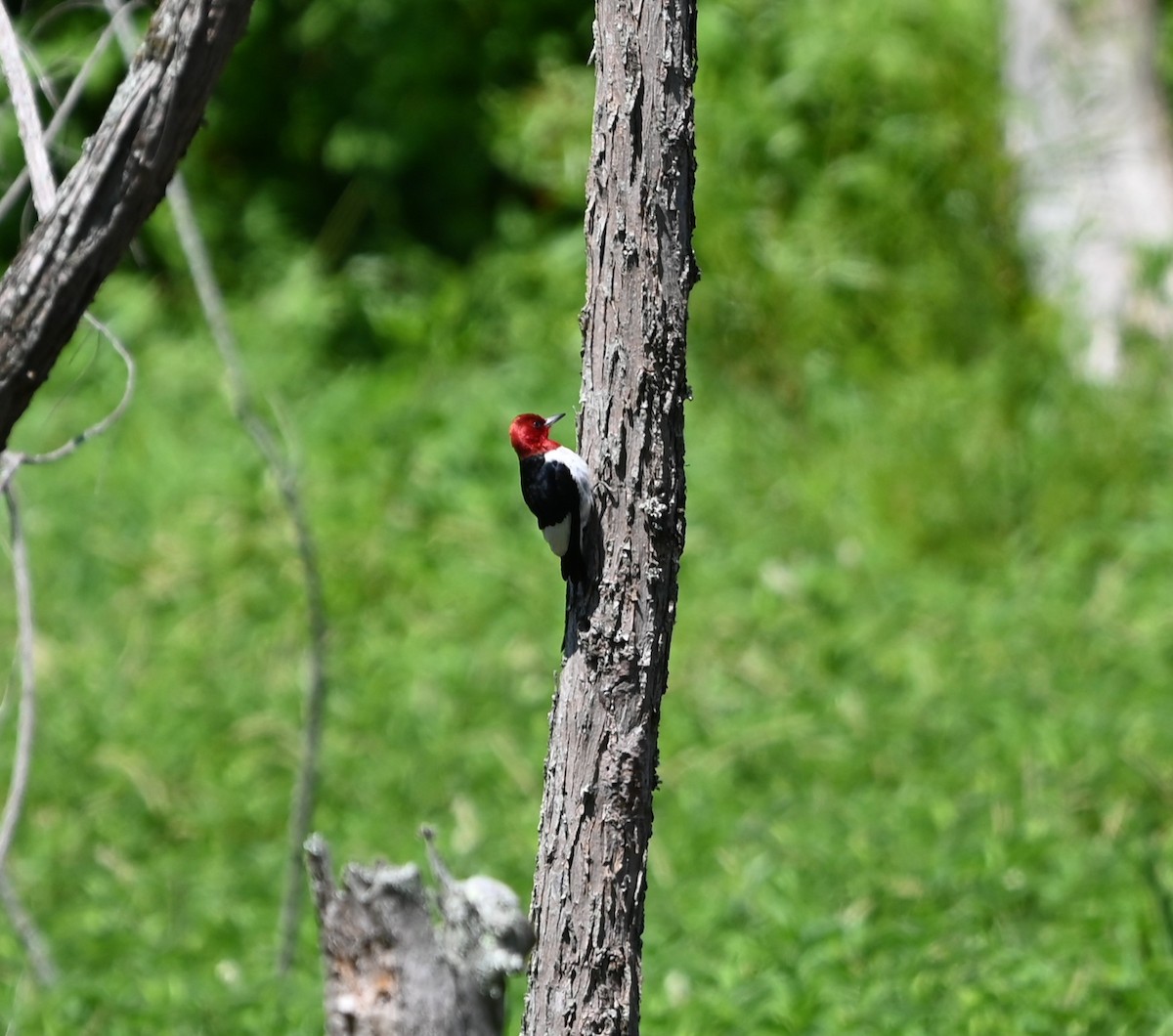 Red-headed Woodpecker - ML621038333