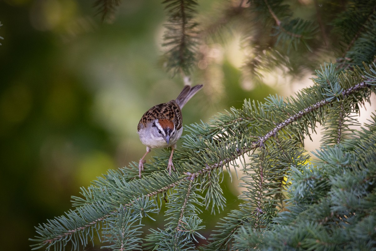 Chipping Sparrow - ML621038336
