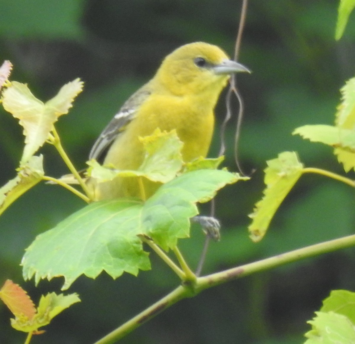 Orchard Oriole - ML621038338