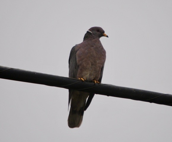Band-tailed Pigeon - ML621038394