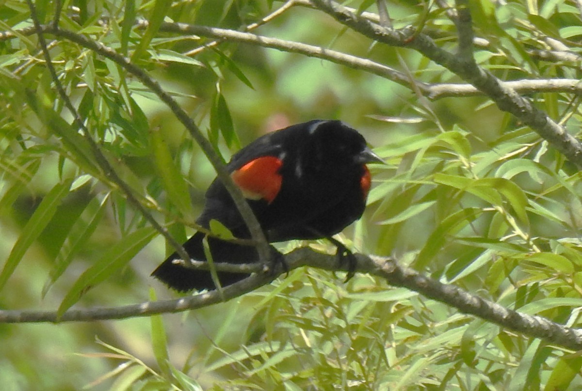 Red-winged Blackbird - ML621038411