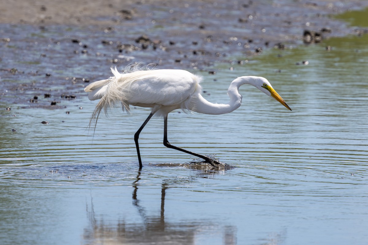 Great Egret - ML621038432