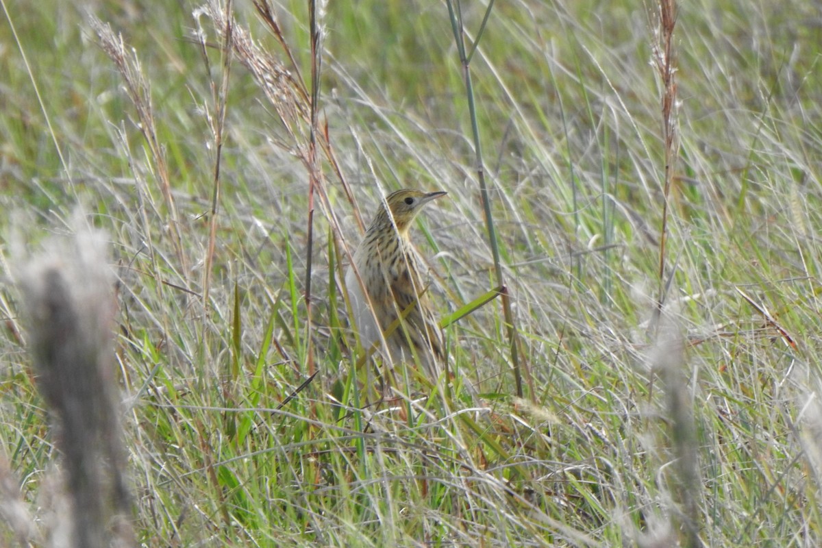 Ochre-breasted Pipit - ML621038512