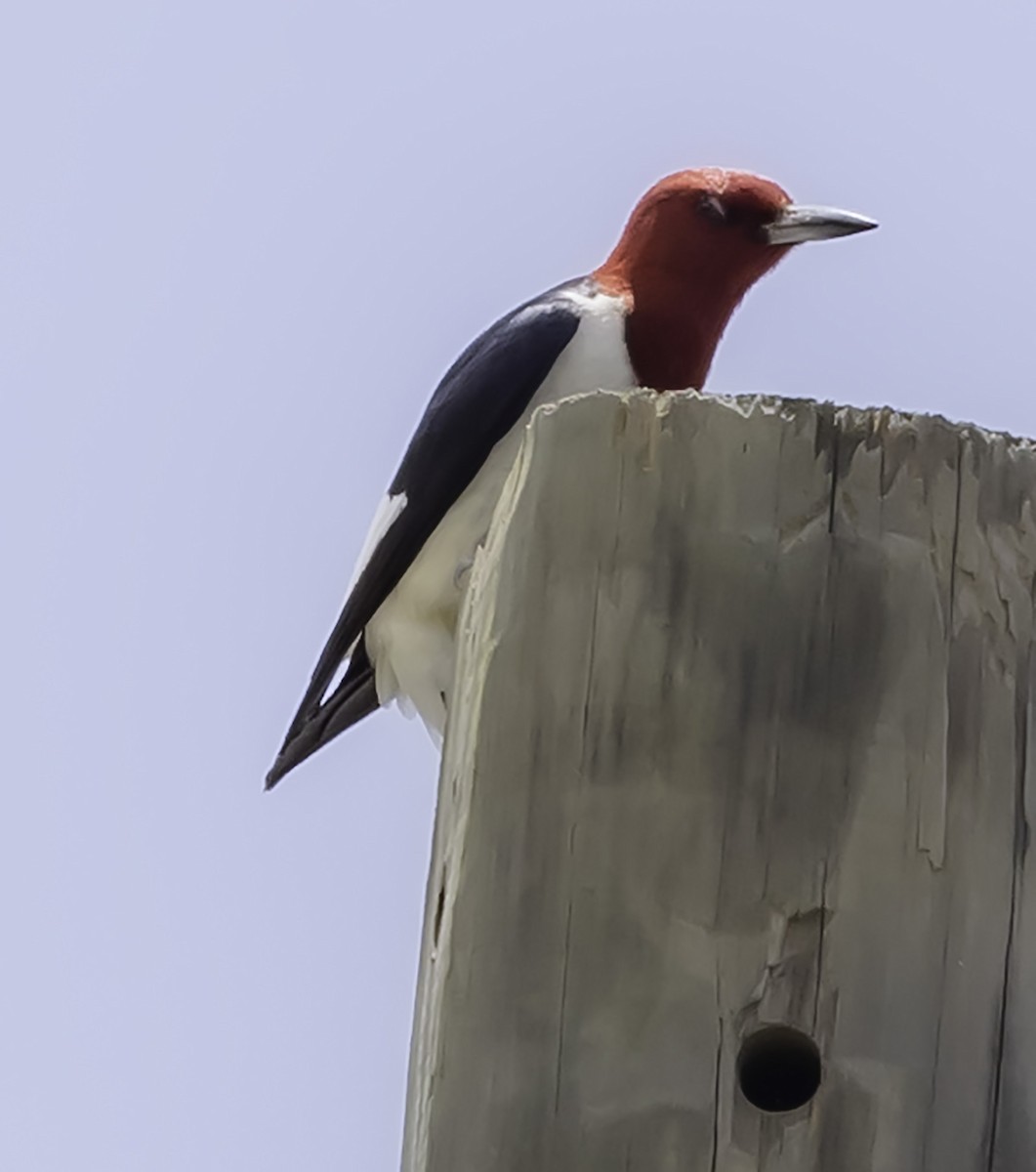 Red-headed Woodpecker - David Muth