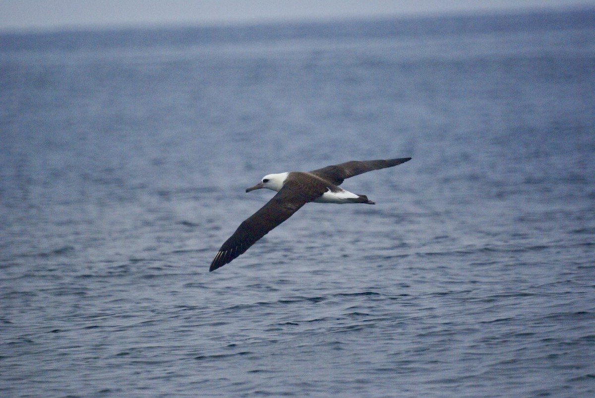 Albatros de Laysan - ML621038584