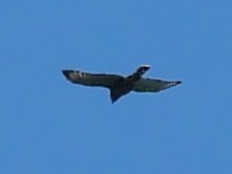 Broad-winged Hawk - ML621038595
