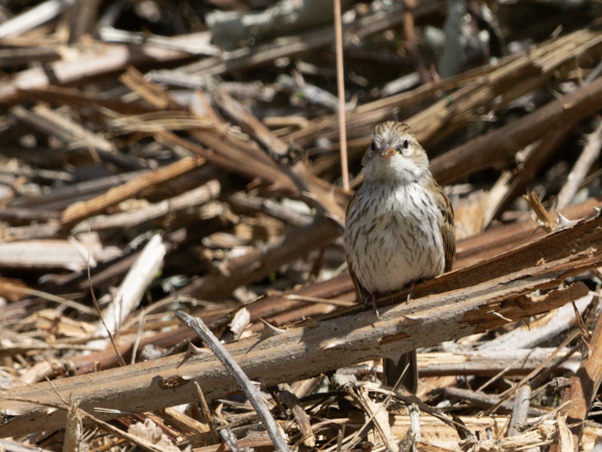 Chipping Sparrow - ML621038624