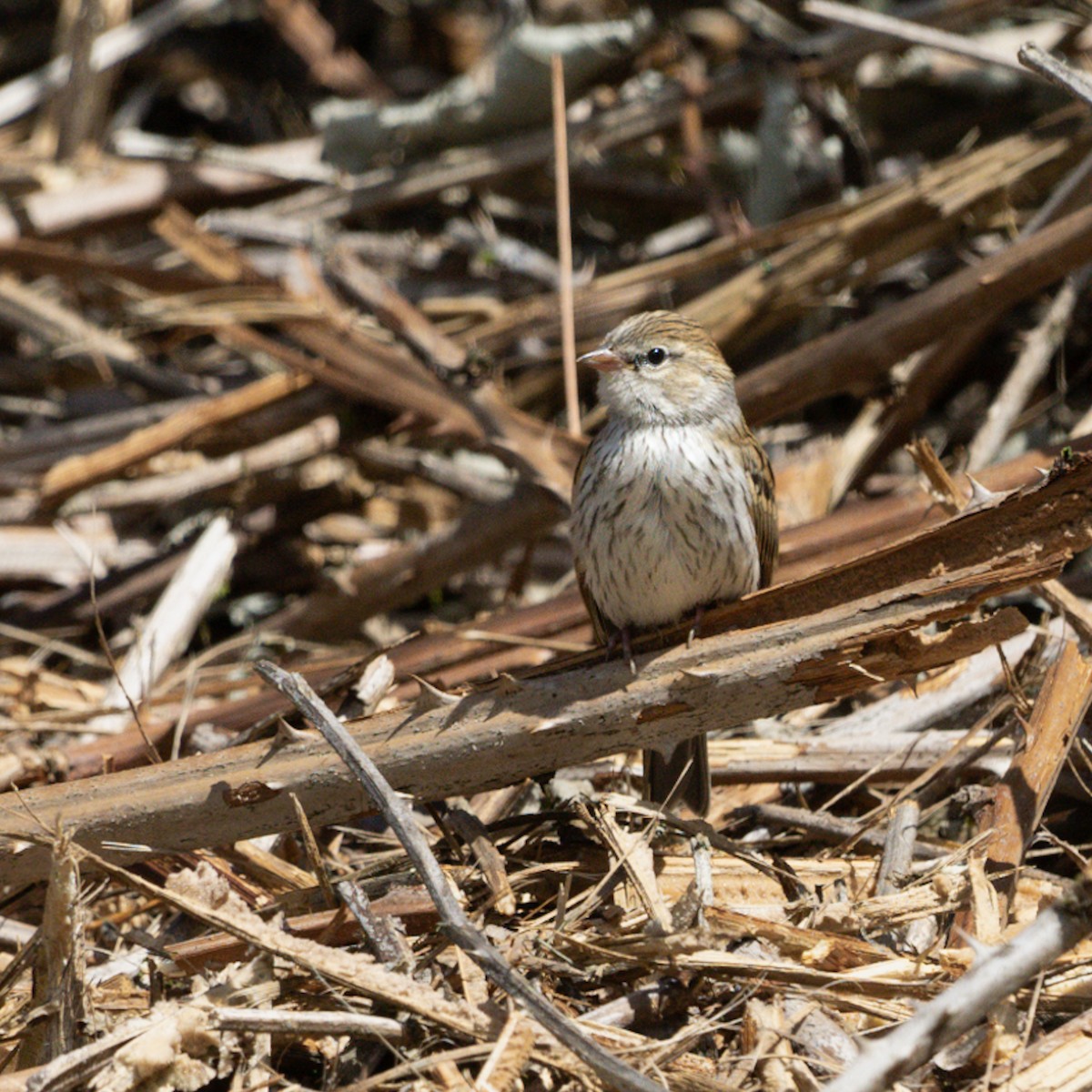 Chipping Sparrow - ML621038625