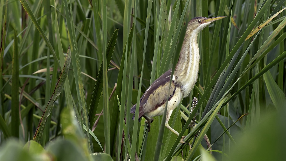 Least Bittern - Todd Kiraly