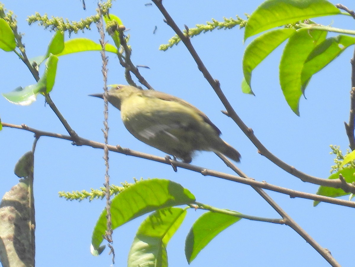 Little Green Sunbird - ML621038730