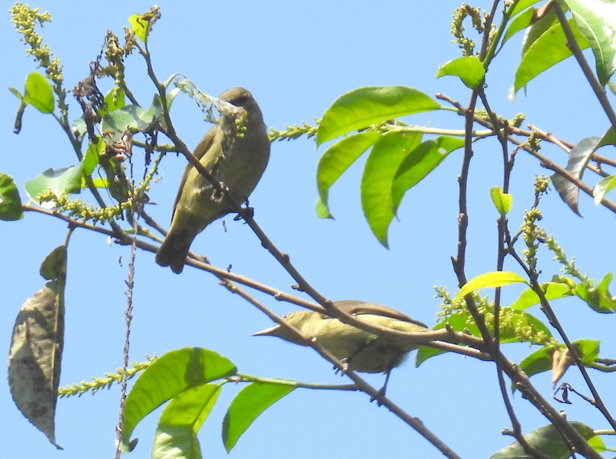 Little Green Sunbird - ML621038731