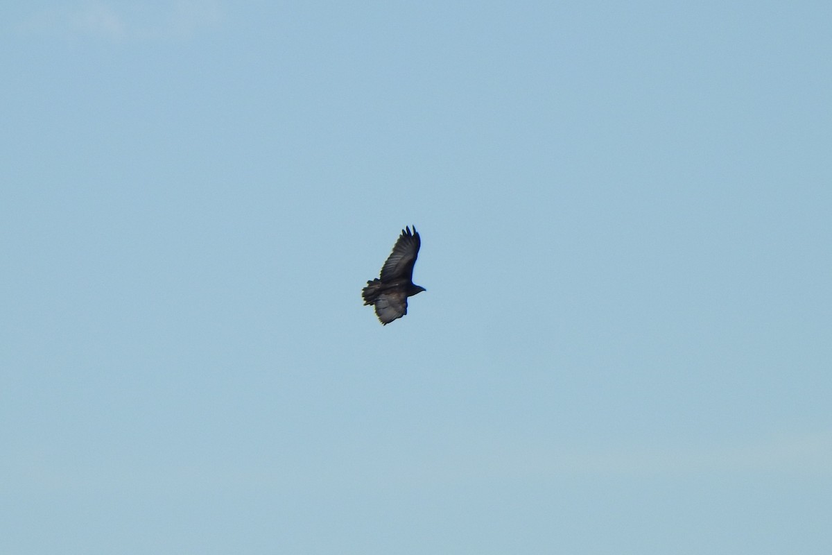 Black-chested Buzzard-Eagle - ML621038734