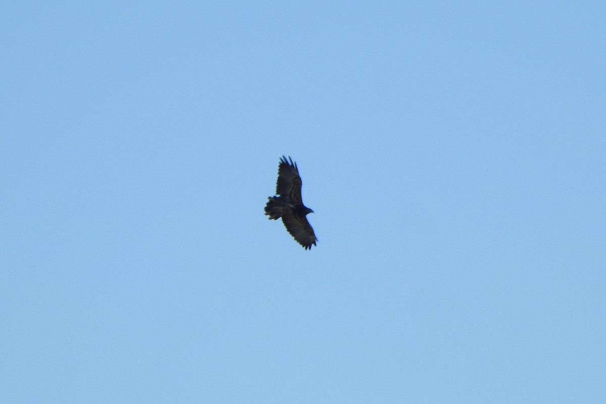 Black-chested Buzzard-Eagle - ML621038735