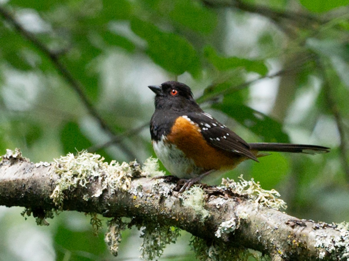 Spotted Towhee - ML621038741