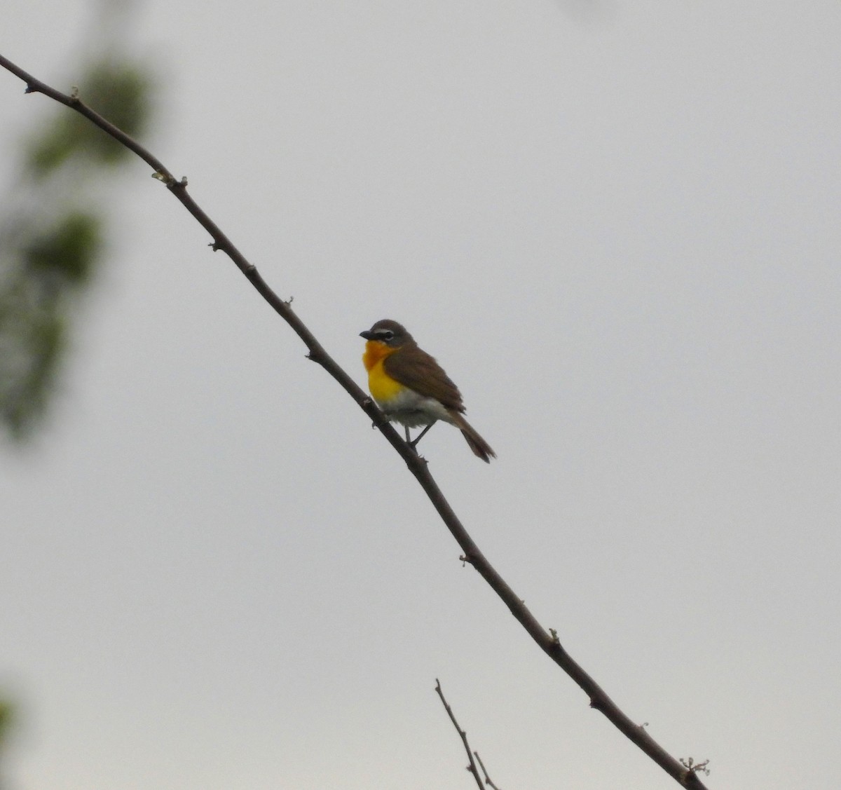 Yellow-breasted Chat - ML621038744