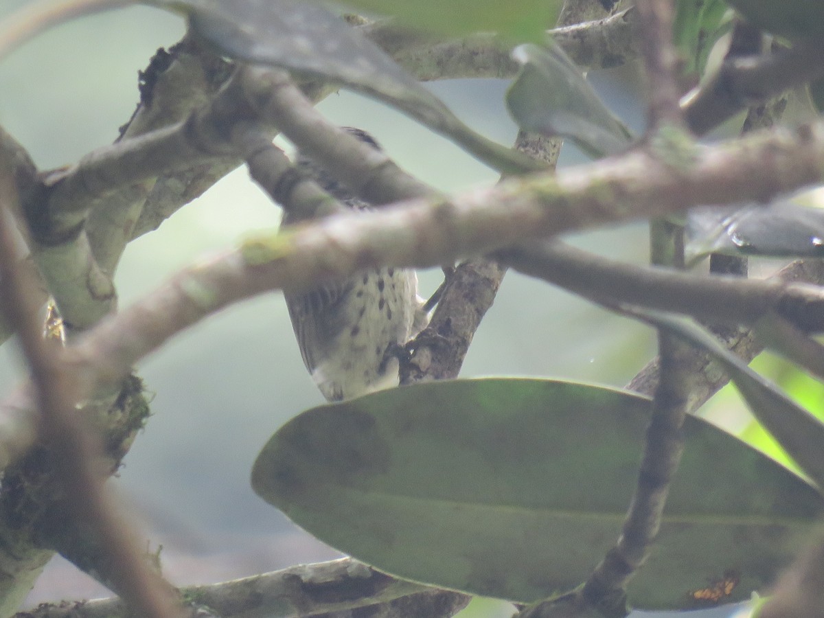 Ocellated Piculet - ML621038787