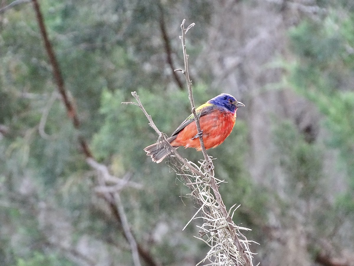 Painted Bunting - ML621038851