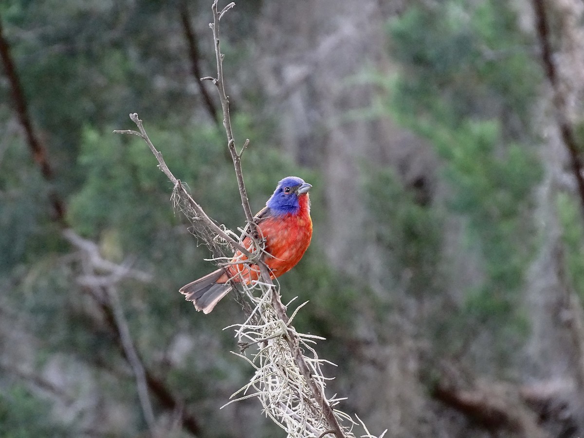 Painted Bunting - ML621038852