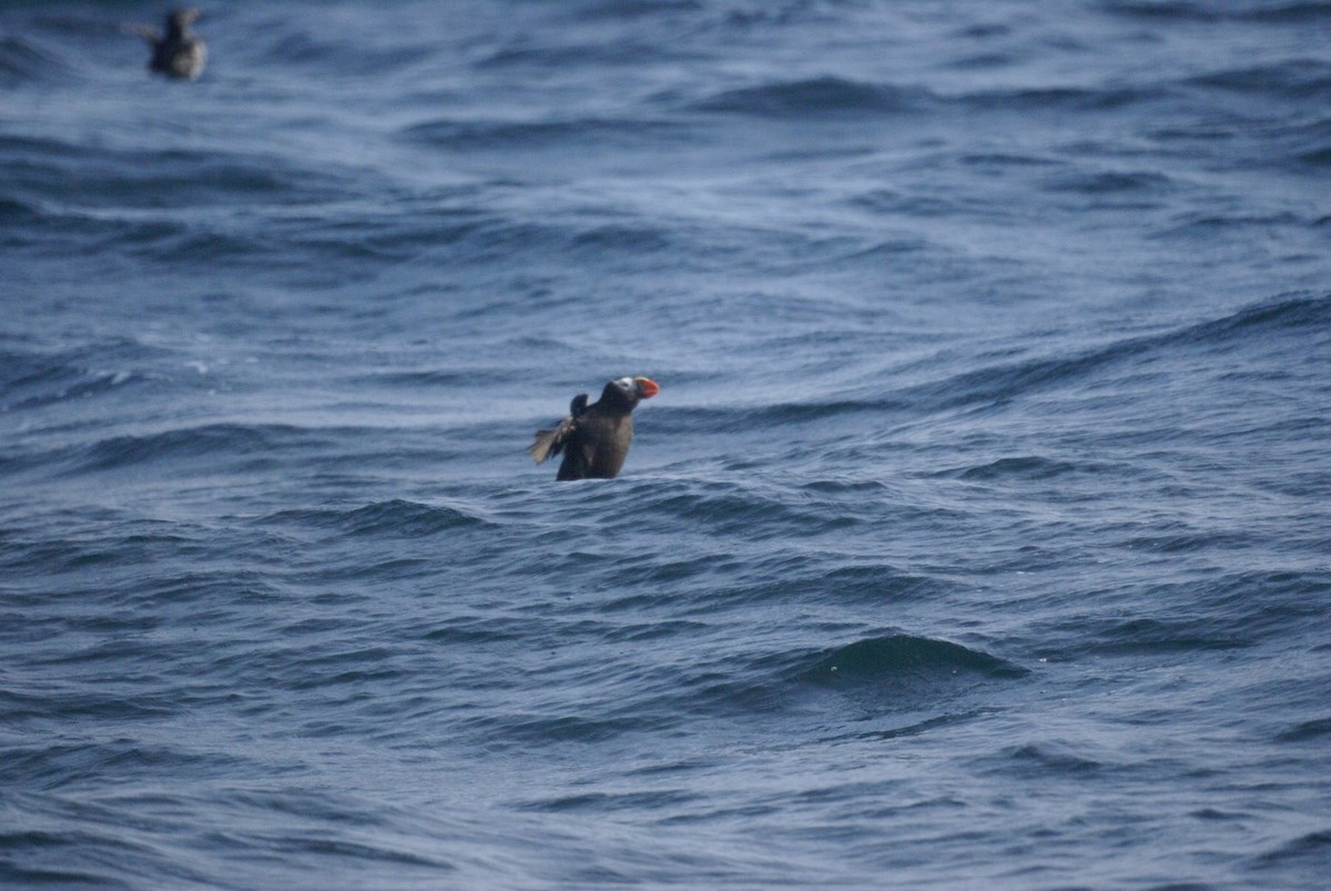 Tufted Puffin - ML621038853