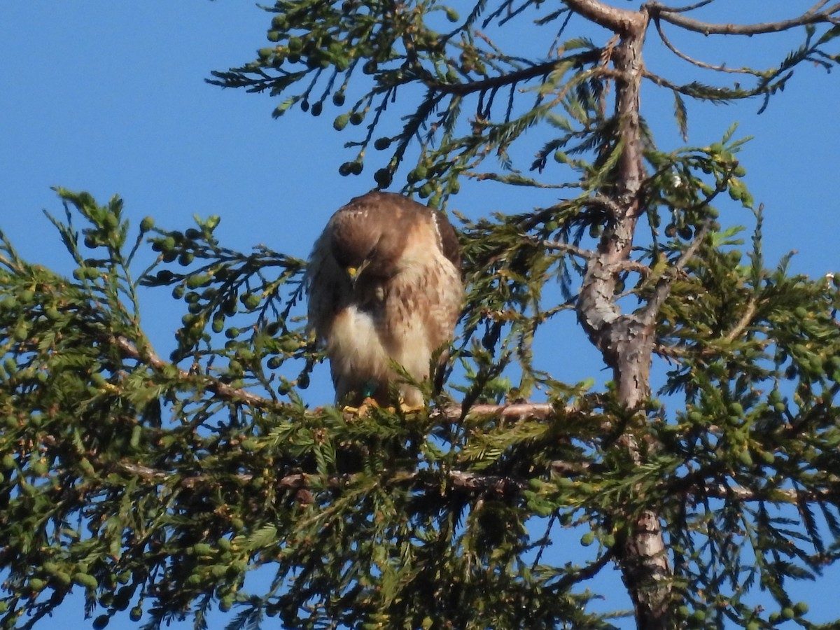 Red-tailed Hawk - ML621038854