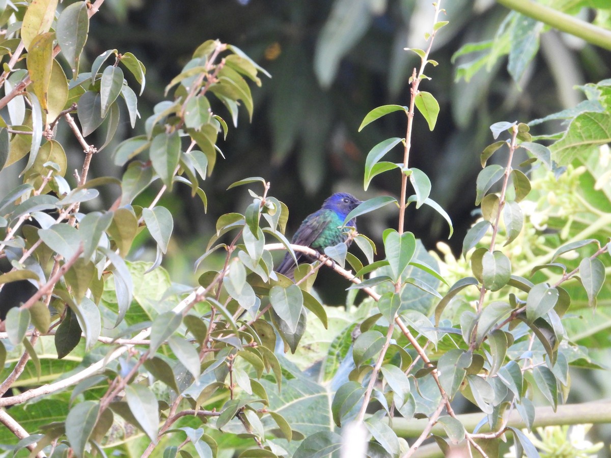 Swallow-tailed Hummingbird - Marcos Saldivar Montalbetti CON