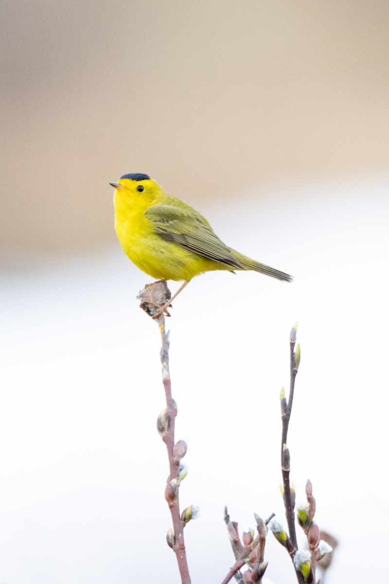 Wilson's Warbler - ML621038931