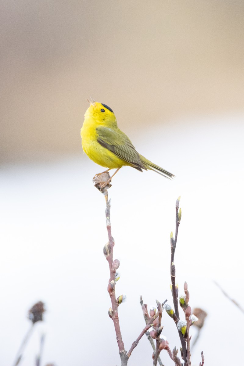 Wilson's Warbler - ML621038932