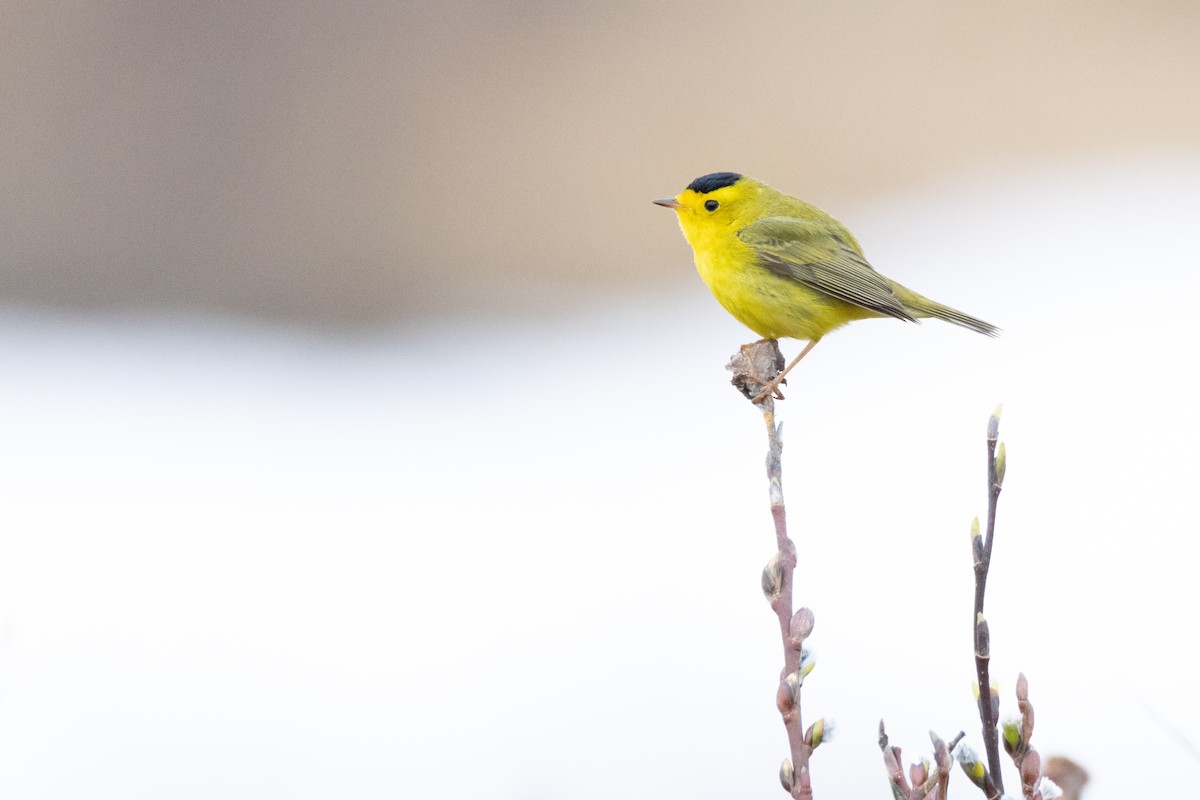 Wilson's Warbler - ML621038933