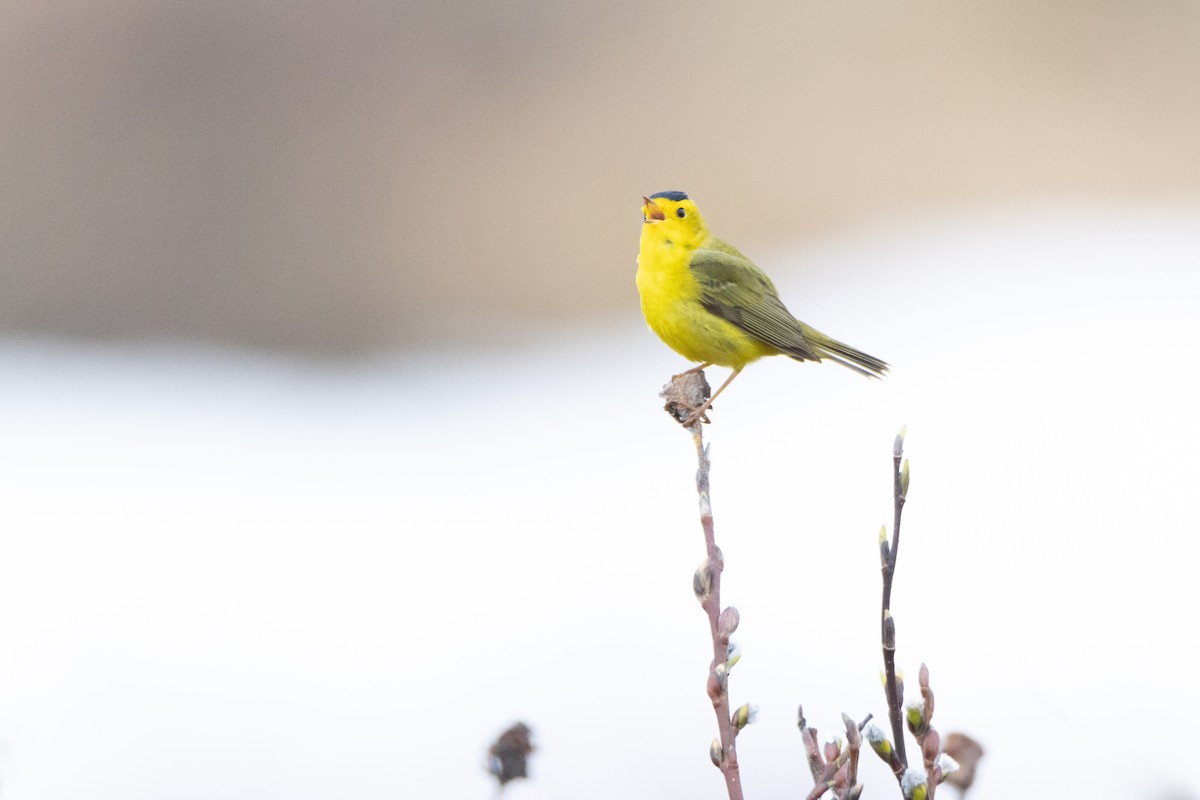 Wilson's Warbler - ML621038934