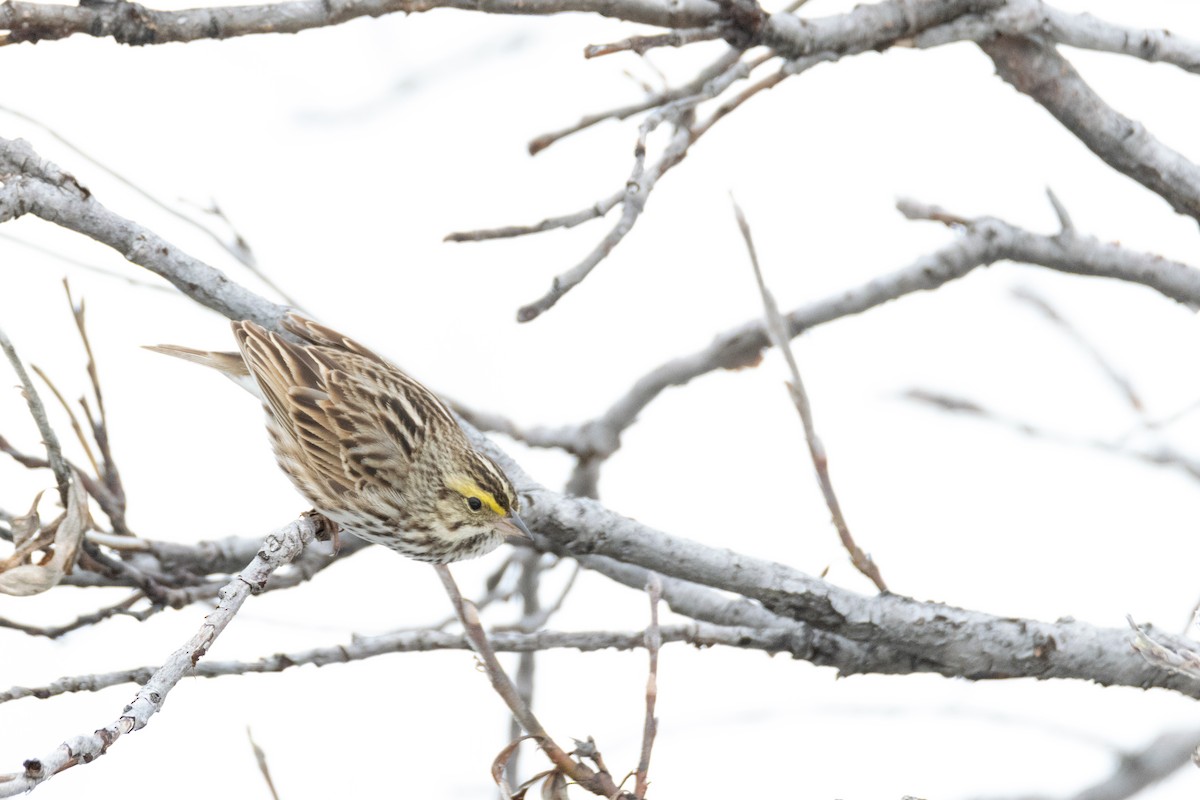 Savannah Sparrow - ML621038959