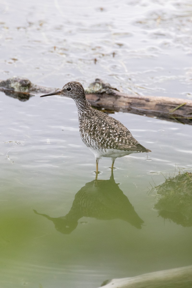 Greater Yellowlegs - ML621038980