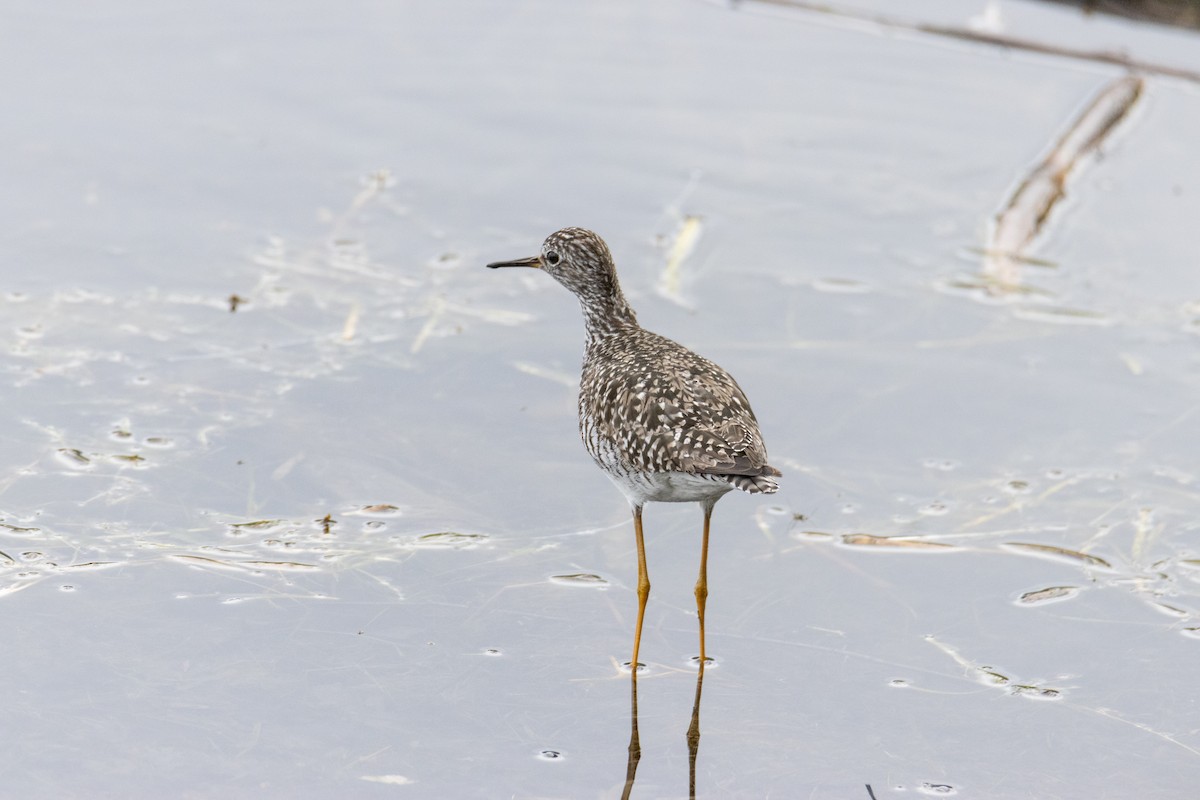 Greater Yellowlegs - ML621038981