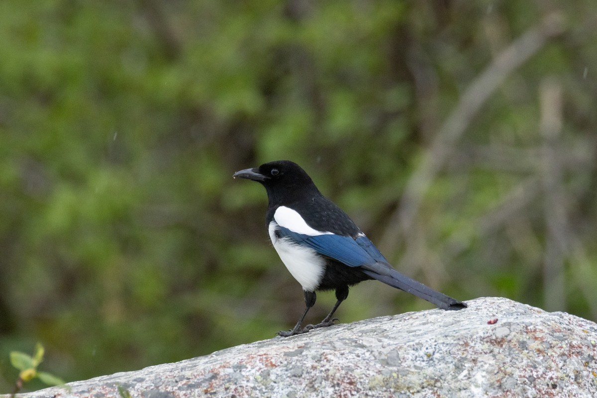 Black-billed Magpie - ML621038992