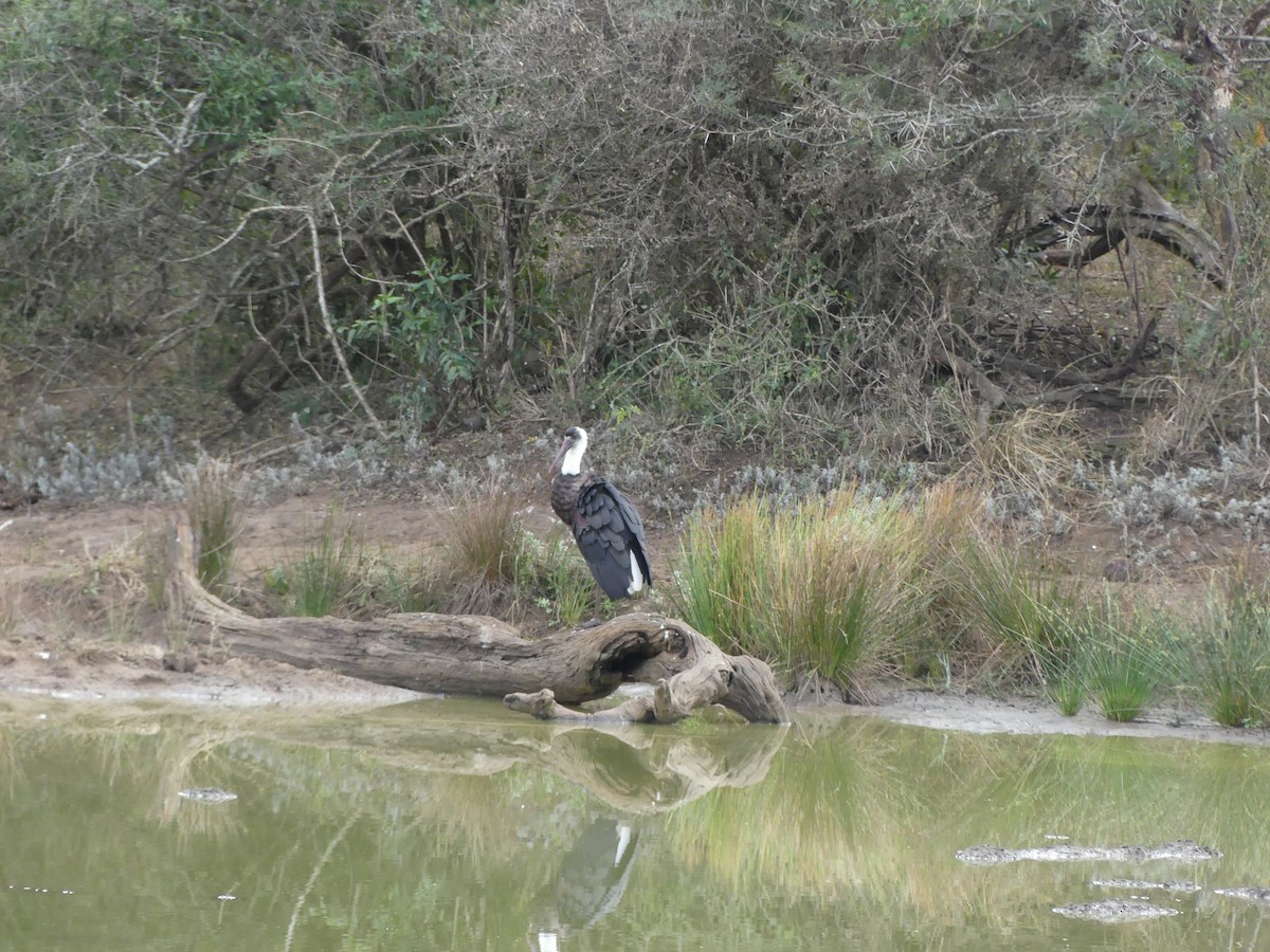 African Woolly-necked Stork - Guy RUFRAY